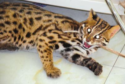 �������Ұ����èҼ����ҧ��Ҽ�������Ż����ˣ�ͼ��