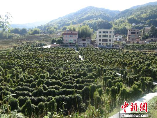 ũ�񡰱��š����г���ɽ��ֲ�ɡ�ҡǮ����