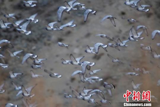 �½��;�����̨��Ⱥ�񡱷��裨ͼ��