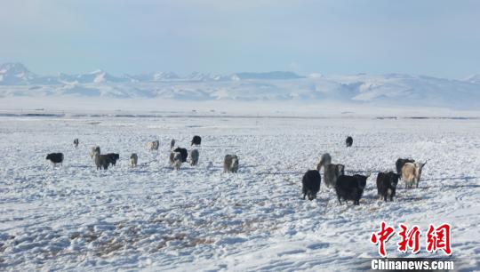 �½�������³�˲�ԭ��ѩ�������Ӱ�쿪���ݳ�����