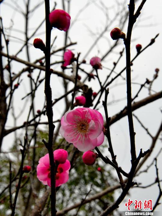 ��������Ķ÷��ʢ��ӭ��