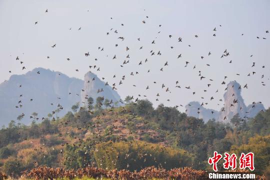 �㶫��ϼɽ������̬��������������ꡱ