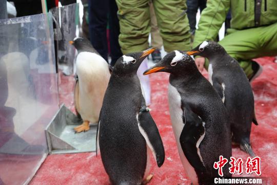 ����Ȥ���ء������������������������԰��Ļ