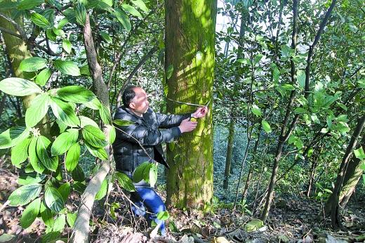 �������ʥ��ɽ����Ұ���춹ɼΪҼ����Σ����ֲ��