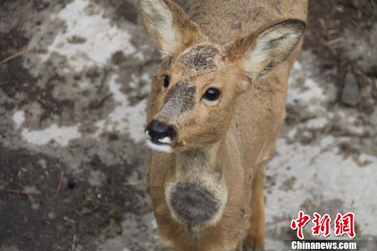 �����״���������Ұ�������Ӿ����ս�����չ��̬