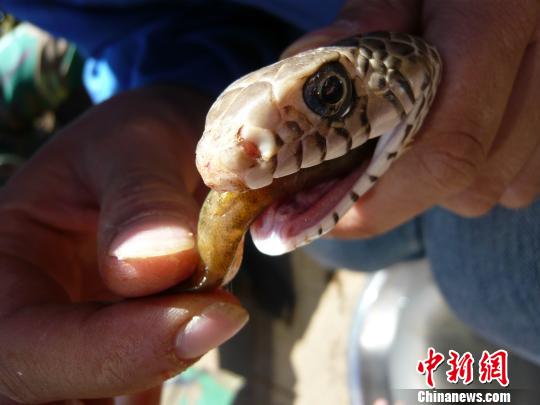 ����Ұ������԰�����߶��߽�������Ա�����˹���ʳ