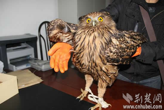 ���������Ĥ�èͷӥ������ũ���峤Լ70���ף�ͼ��