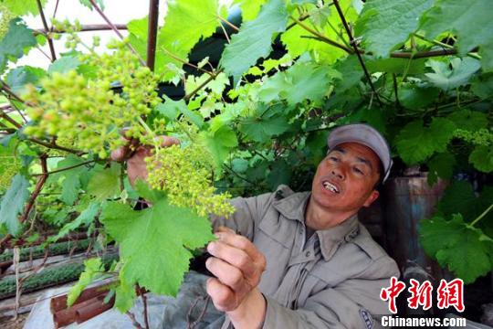 �½������ų����������Ҵ����ʵ��֦��