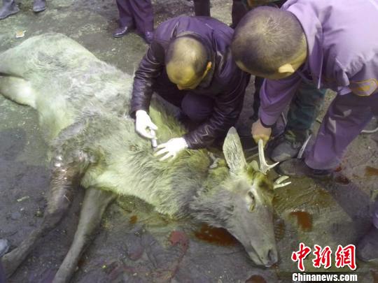 ���ֶ������ӳ���ǹΧ��Ұ��������¹�������ܻ�