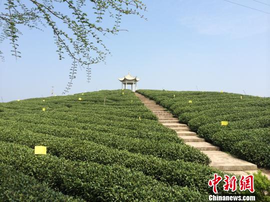 ����Ҷ�����羰�㽭������Ķ�躣̽��ת������֮·