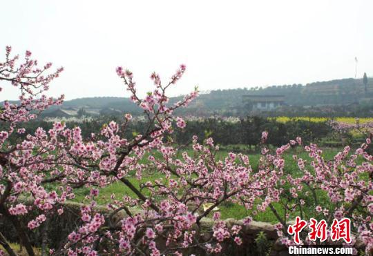 �����𻨡����Ŷ��¹��������1������800��