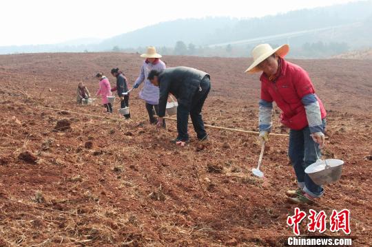 �������Ž�������ҵʾ�����г���ͷ����ֲ����ͼ��