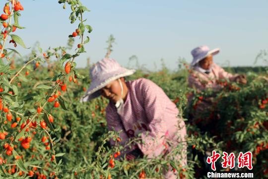 ���ľ����������������عٷ���ŵ:������ȫ�ɿ�