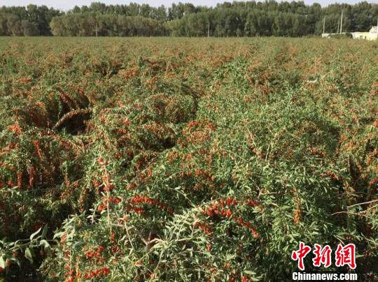 �ຣ�����������Ԫ��̬�߶���轲�ҵ