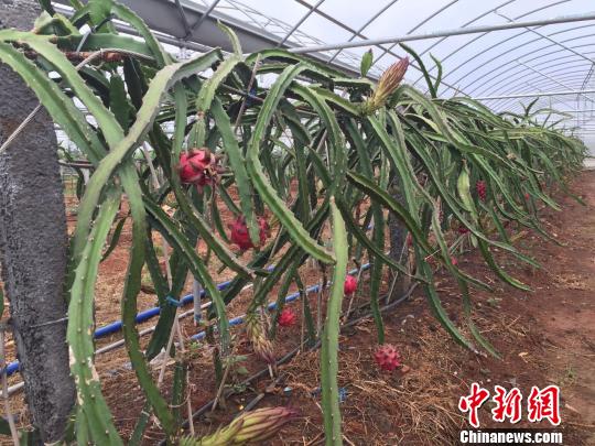 ̨���������غ���������ɫ��ֲ�츣����ũ��