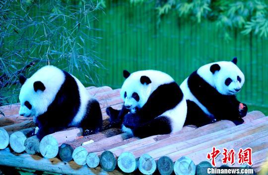 �������������۹��ݳ�¡�ع���