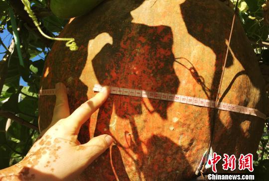 ������С��ϡ������½���ͼ���ؾ�������ͥԺ��ͼ��