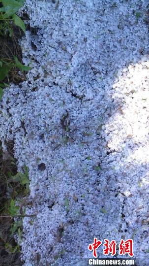 �½���ƺ���Ⱪ�����Ϯ��ֱ�Ӿ�����ʧ5000����