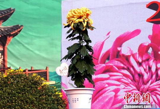 ͼΪ���Ͷ������ࡰ����������������С�� ��