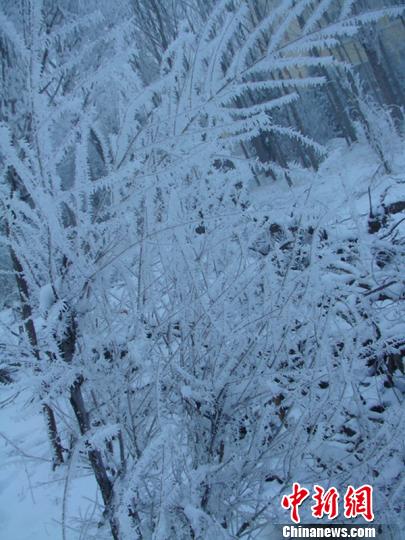 ��ľ�����������嶼��Ҽ��ë���׵Ĥ����������� ������ ��